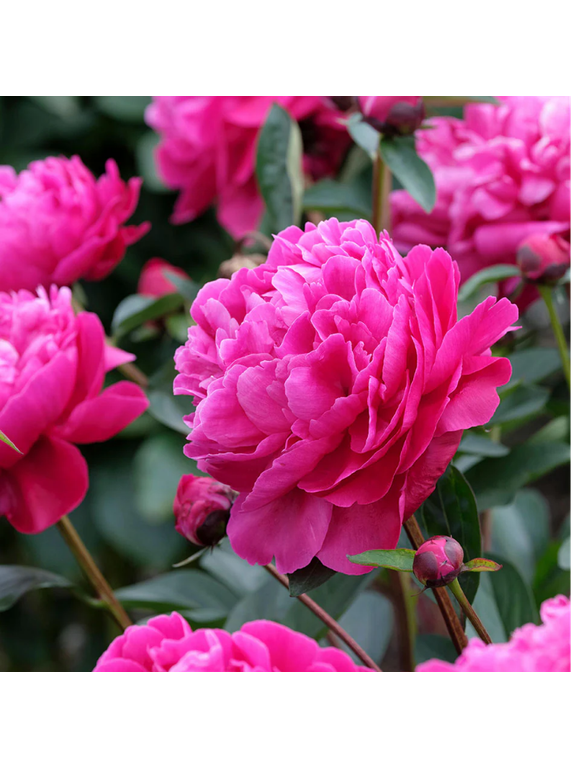 Paeonia lactiflora 'Red Sarah Bernhardt'
