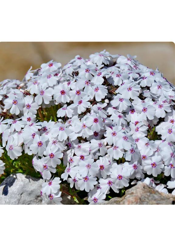 Floks szydlasty - Phlox subulata 'Amazing Grace'