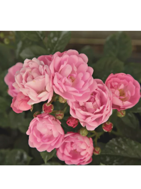 Róża polyantha - różowa