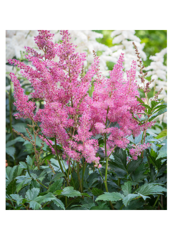 Tawułka japońska - Astilbe japonica 'Rheinland'