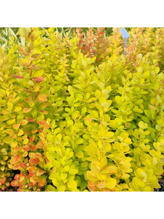 Berberys Thunberga - Berberis thunbergii 'Yellow Tower' (R)