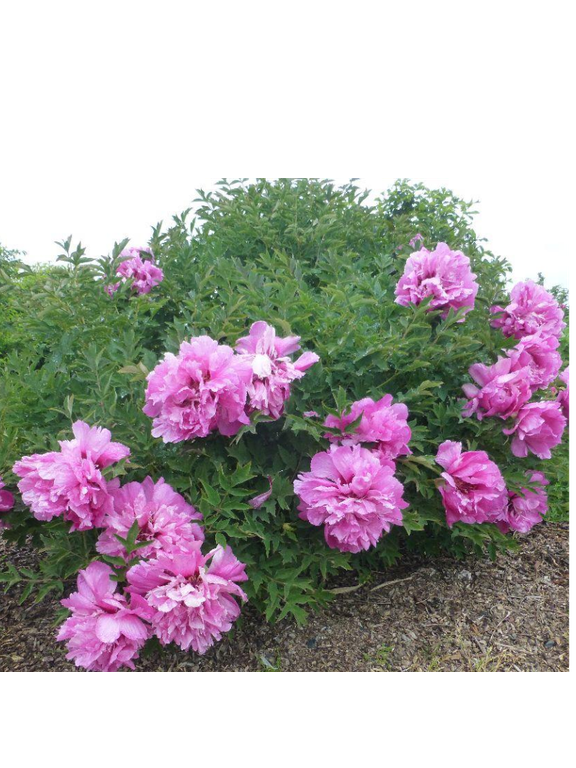 Piwonia drzewiasta - Paeonia suffruticosa 'Huan Guan'