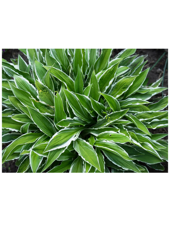 Funkia - Hosta 'Stiletto'