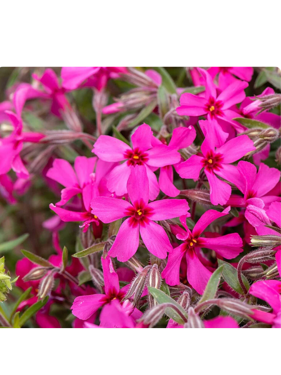Floks szydlasty - Phlox subulata 'Atropurpurea'