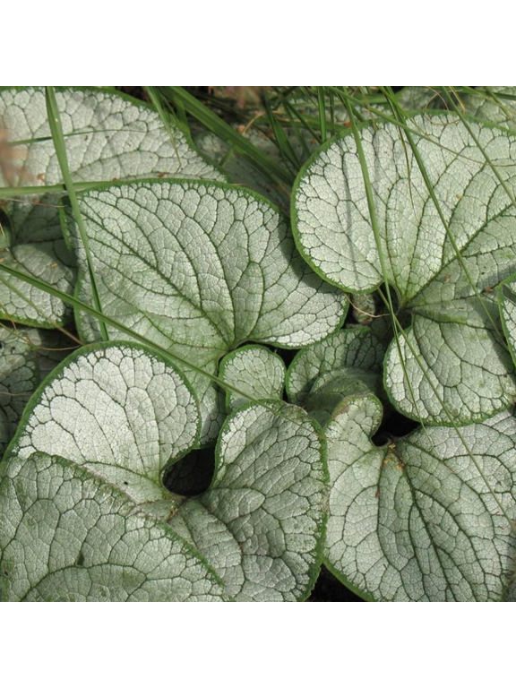 Brunnera macrophylla 'Silver Heart'