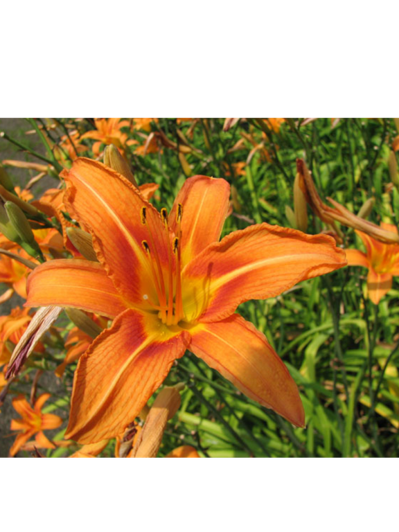 Liliowiec rdzawy - Hemerocallis fulva 'Europa'
