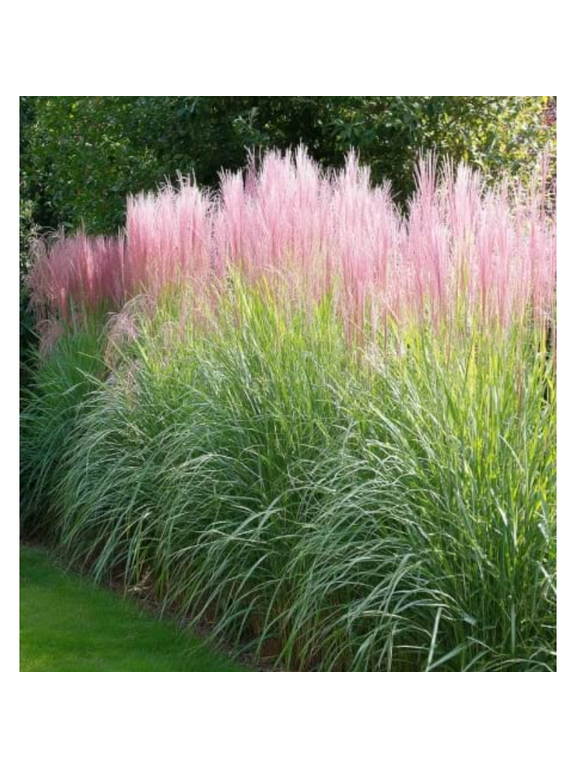 Miskant chiński -  Miscanthus sinensis 'Flamingo'