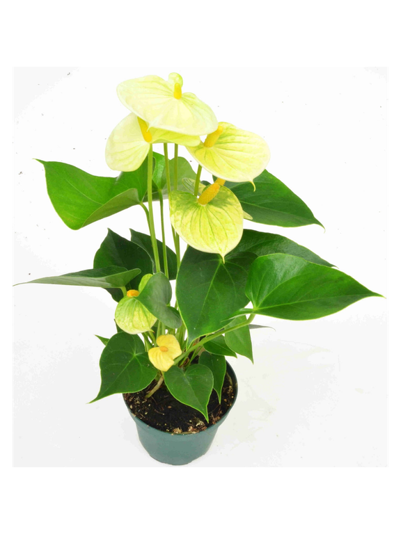 Anthurium żółte d12