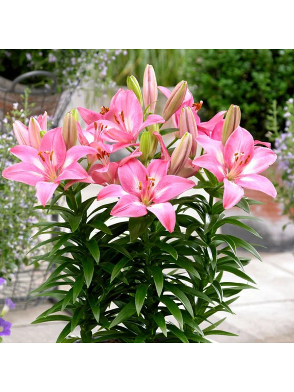 Lilia - Lilium 'Rozalynn'