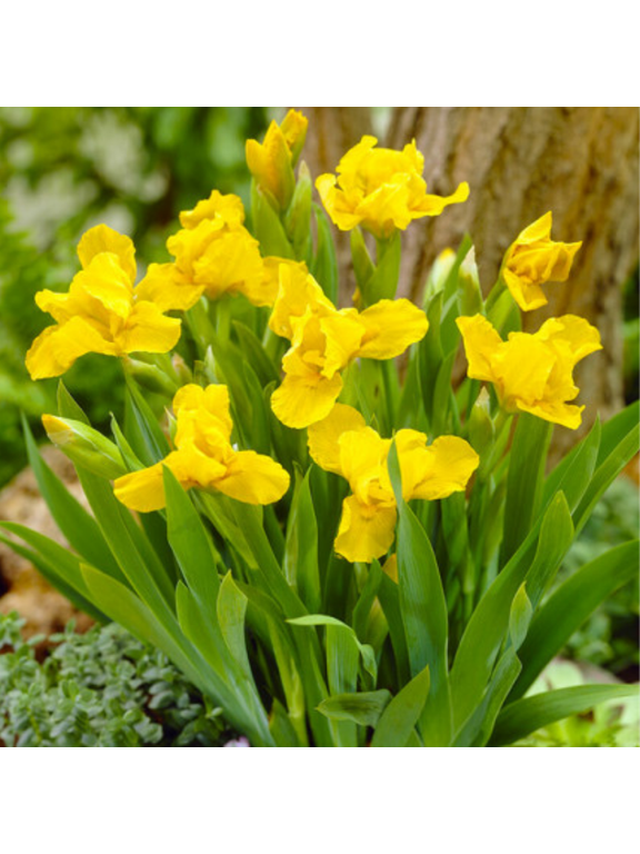Kosaciec karłowy- Iris pumila 'Brassie'