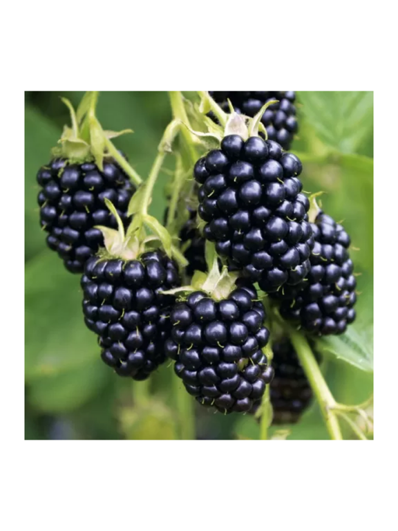 Jeżyna bezkolcowa - Rubus fruticosus 'Thornfree'