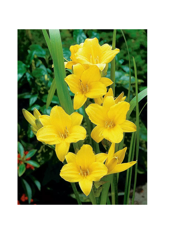 Liliowiec - Hemerocallis 'Chicago Sunrise'