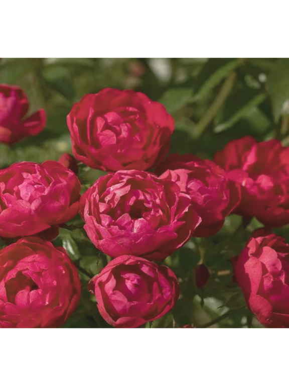 Róża polyantha - czerwona