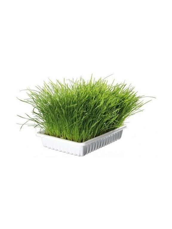 TRIXIE trawa dla kota w pudełku 100g
