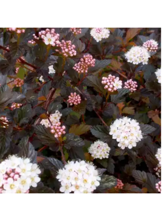Pęcherznica kalinolistna - Physocarpus opulifolius 'Diabolo' (R)