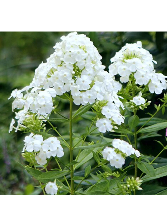Floks wiechowaty - Phlox paniculata 'David'