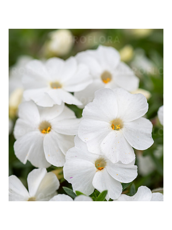 Floks Douglasa - Phlox douglasii 'White Admiral'