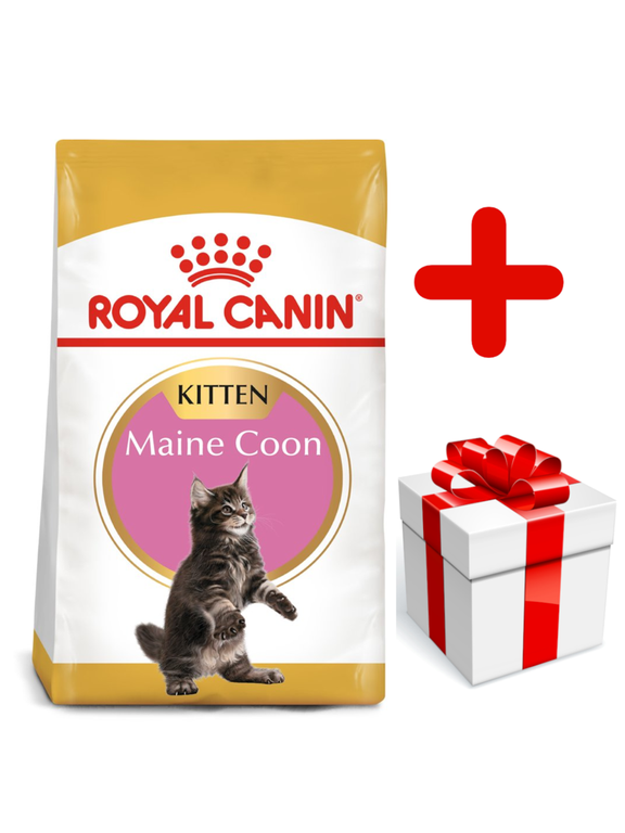 ROYAL CANIN Maine Coon Kitten 10kg +  niespodzianka dla kota GRATIS!