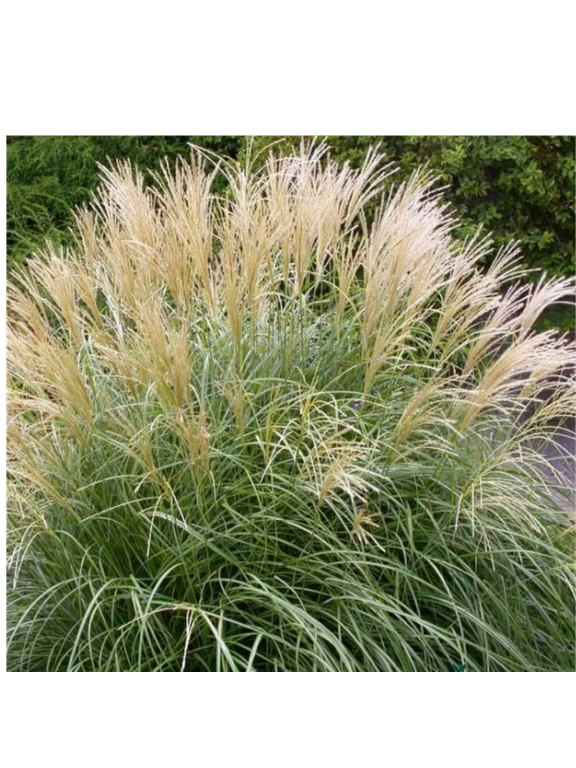 Miskant chiński- Miscanthus sinensis 'Herman Mussel'
