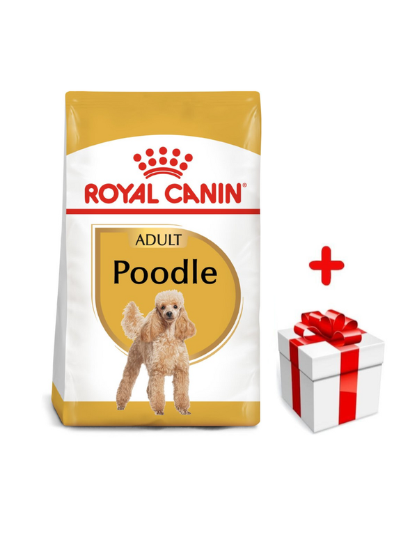 ROYAL CANIN Poodle Adult 1,5kg karma sucha dla psów dorosłych rasy pudel miniaturowy + niespodzianka dla psa GRATIS