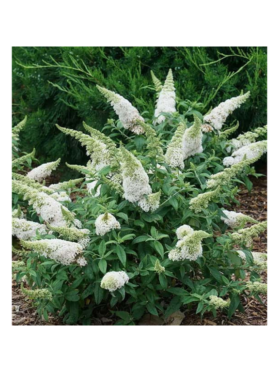 Buddleja davidii 'White Profusion'