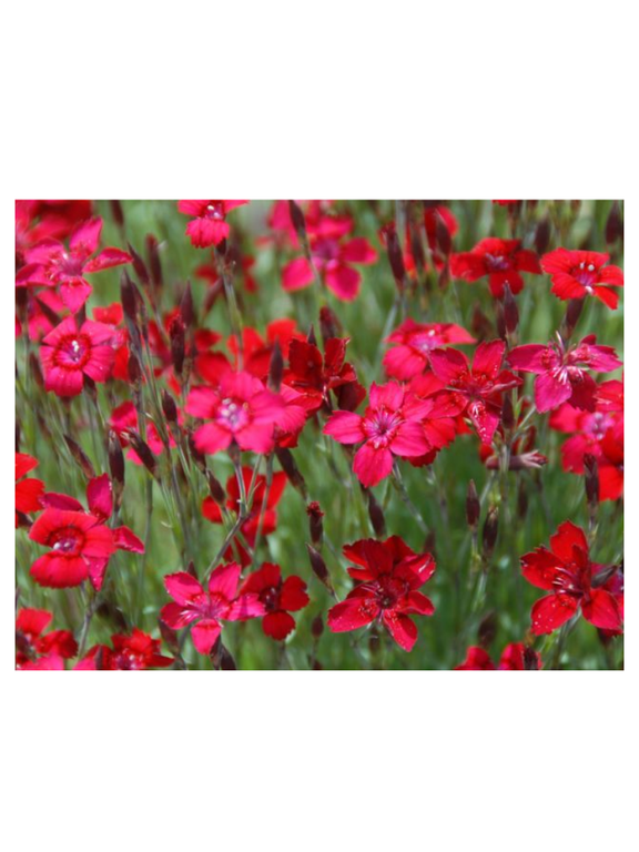 Goździk kropkowany - Dianthus deltoides 'Leuchtfunk'