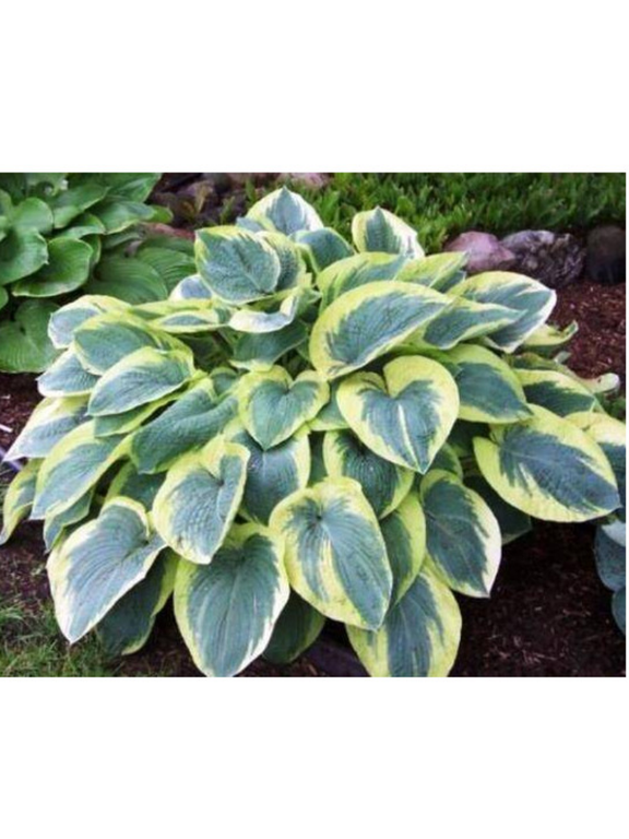 Funkia - Hosta 'American Halo'
