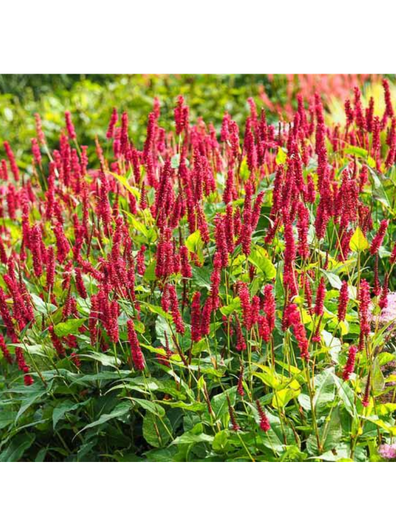 Rdest himalajski - Persicaria amplexicaulis 'Ample Vibrant Red'