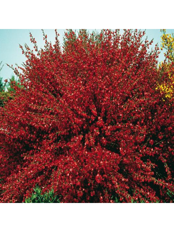 Żarnowiec - Cytisus 'Boskoop Ruby'