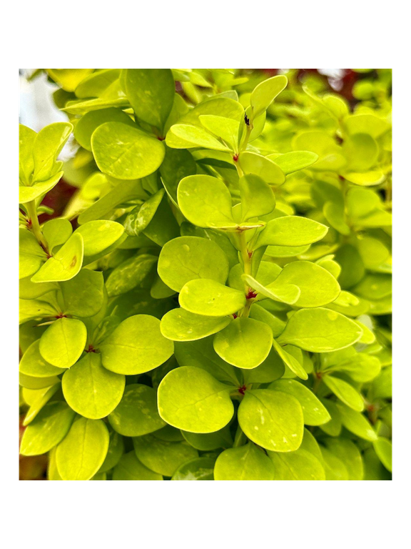 Berberys Thunberga - Berberis thunbergii 'Neon Gold'(R)