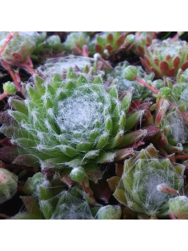 Rojnik pajęczynowaty - Sempervivum arachnoideum