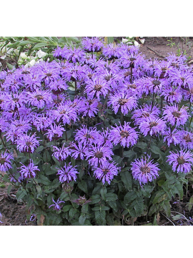 Pysznogłówka - Monarda hybrida 'Bee-Pretty'