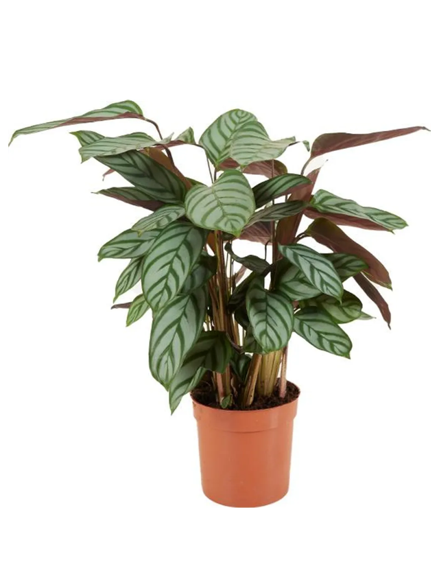 Calathea Setosa d12