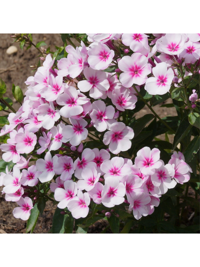 Floks wiechowaty - Phlox paniculata 'Early Pink'
