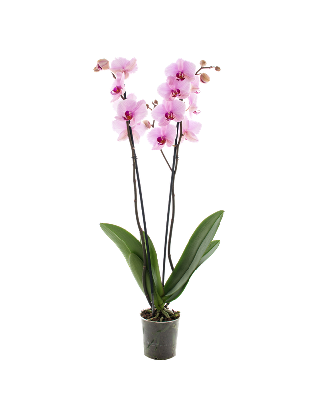 Storczyk Extra (Phalaenopsis) 2 pędy jasnoróżowy d12