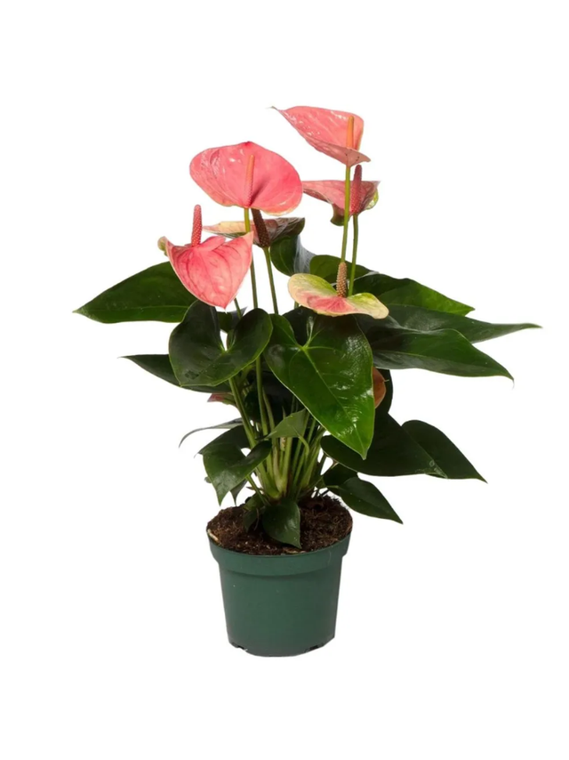 Anthurium różowe d12