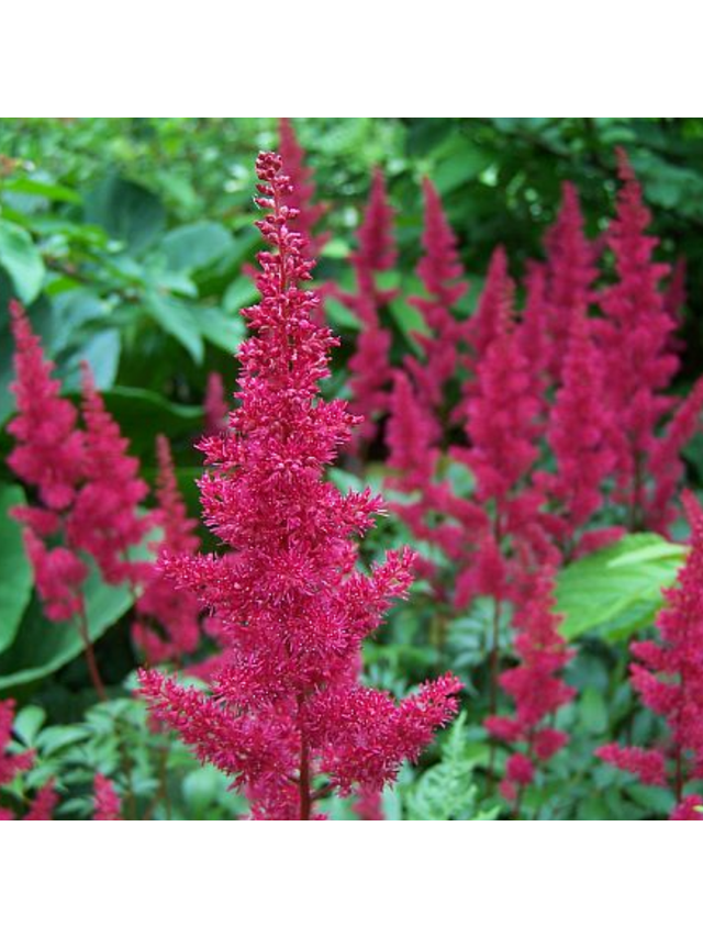 Tawułka Arendsa - Astilbe arendsii 'Fanal'