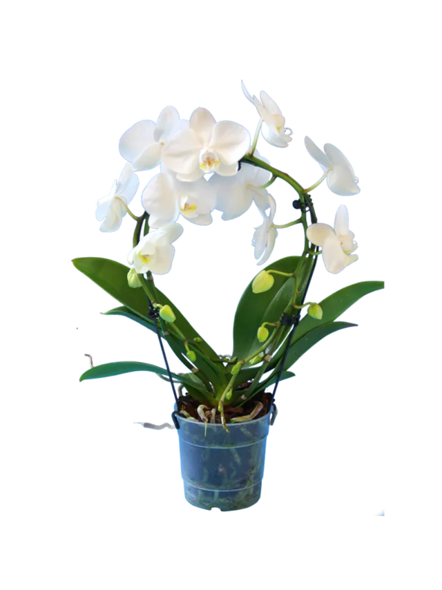 Storczyk Koszyk Extra (Phalaenopsis) 2 pędy biały d9