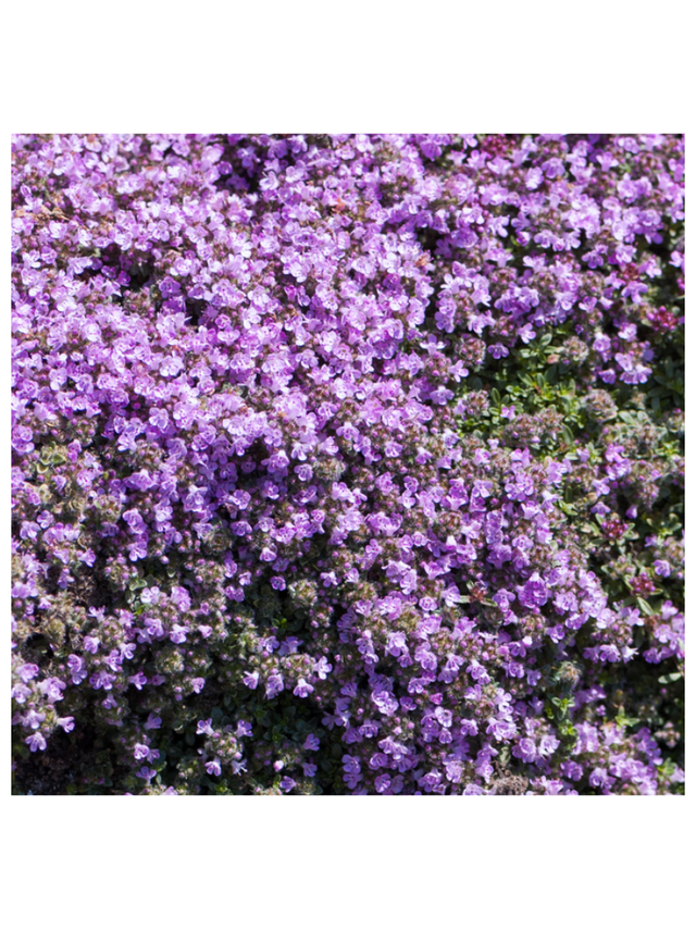 Macierzanka wczesna - Thymus pygmaeus