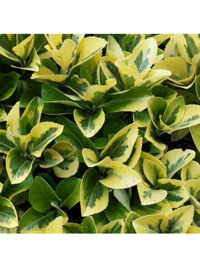 Trzmielina japońska - Euonymus japonica 'Aureomarginatus'
