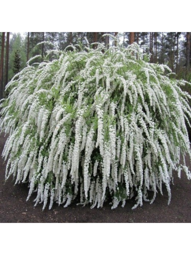 Tawuła szara - Spiraea cinerea 'Grefsheim'