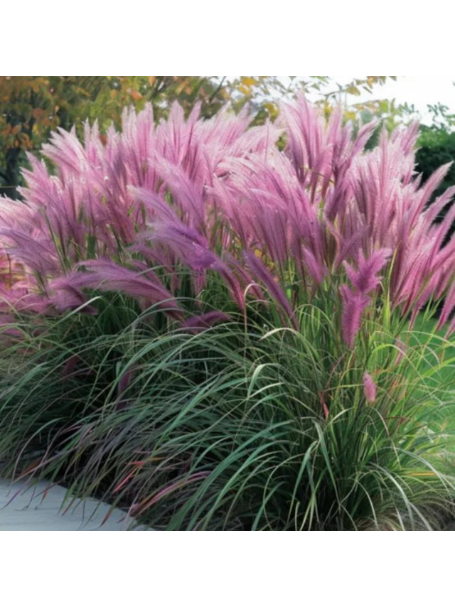 Rozplenica japońska - Pennisetum alopecuroides 'Red Head'
