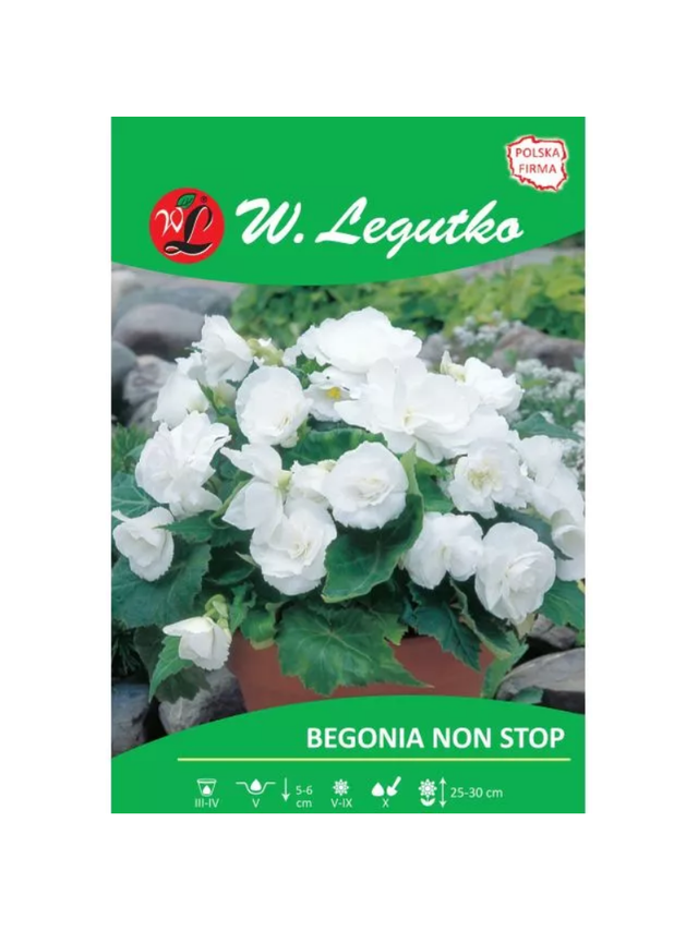 Begonia bulwiasta Non Stop biała 2szt.