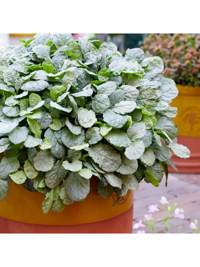 Dąbrówka rozłogowa - Ajuga reptans 'Princess Elsa'