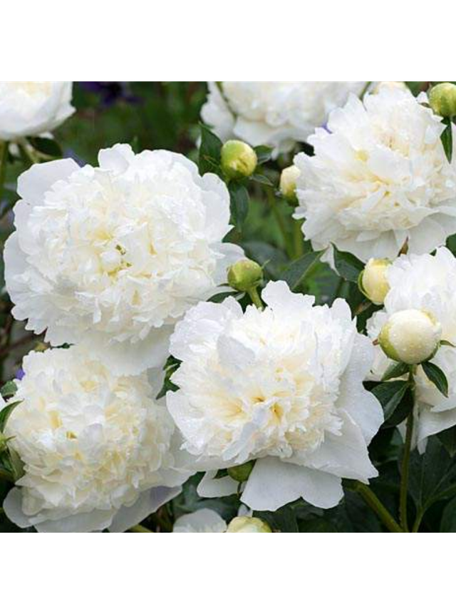 Piwonia drzewiasta - Paeonia suffruticosa 'Xue Ta'