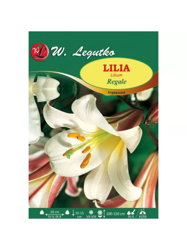 Lilia Regale biała 1szt.