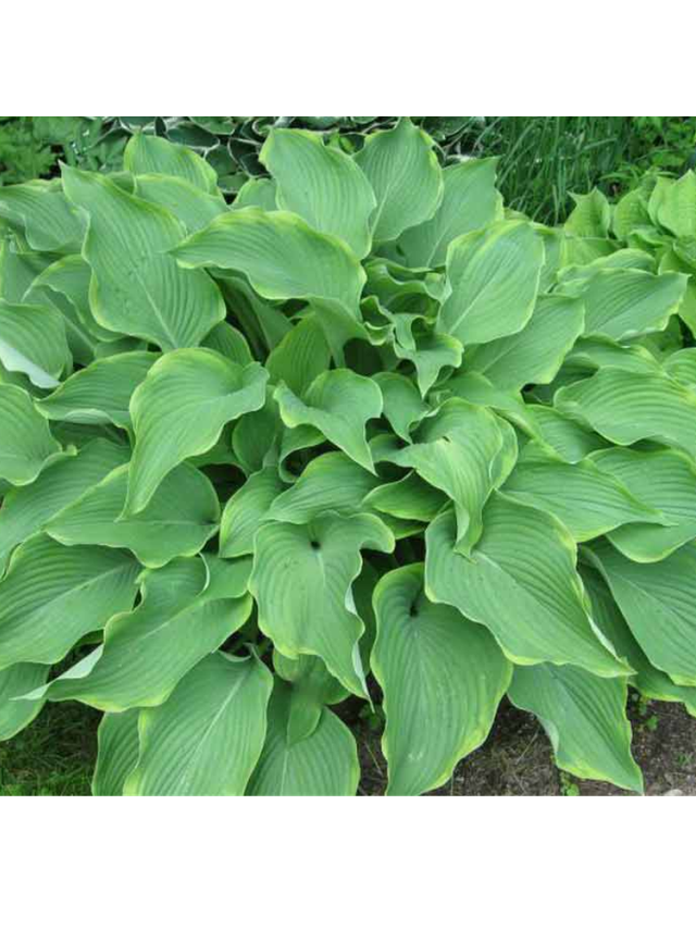 Funkia - Hosta 'Abba Dabba Do'