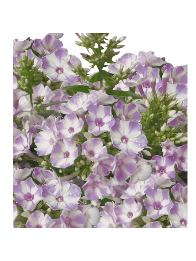 Floks wiechowaty - Phlox paniculata 'Flame Lilac Star'