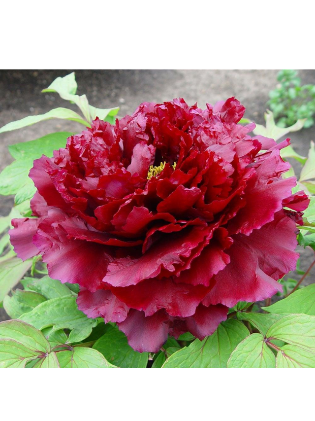 Piwonia drzewiasta - Paeonia suffruticosa 'Mo Run Jue Lun'