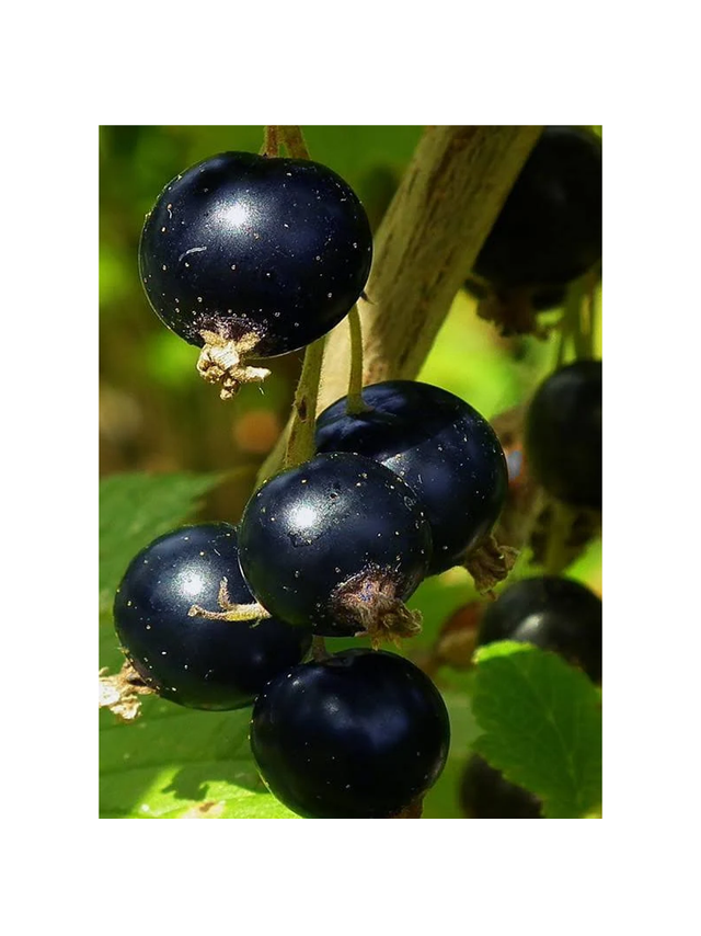 Porzeczkoagrest - Ribes 'Josta'